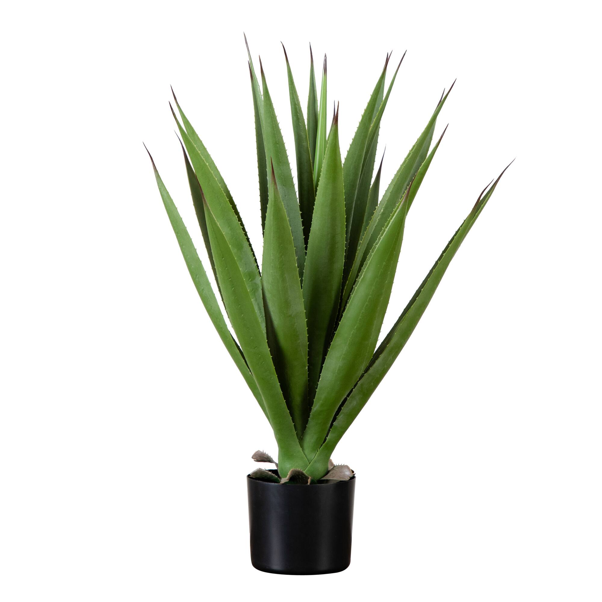 2ft. Agave Plant
